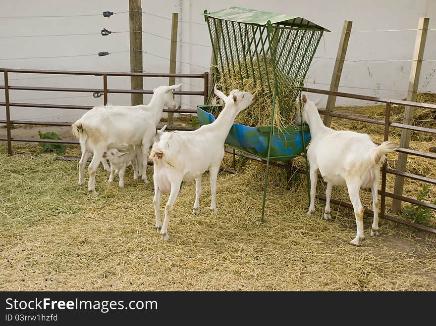 Goats Feeding And Suckling