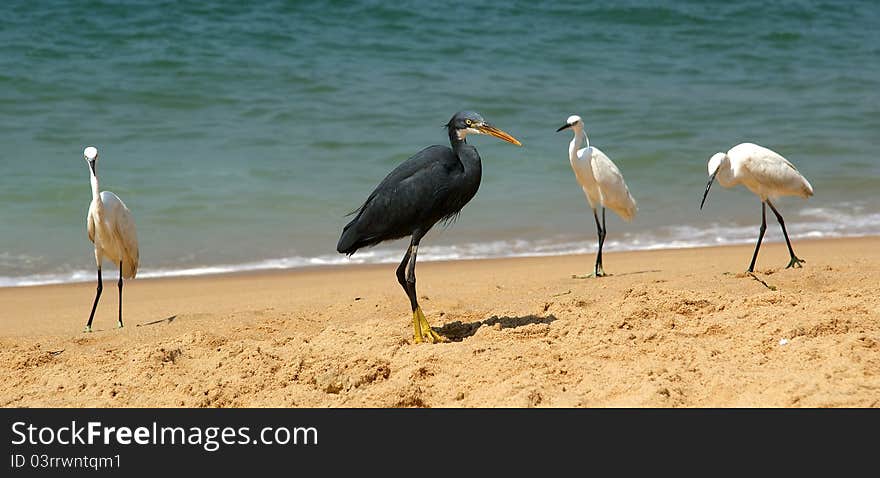 Herons on a sandy beach near the ocean