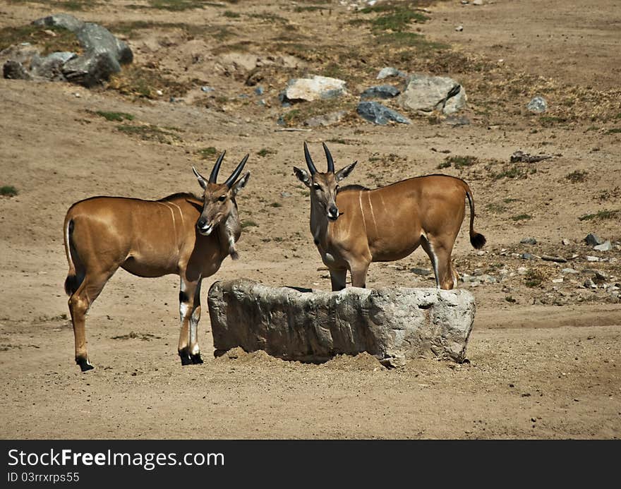 Young Eland