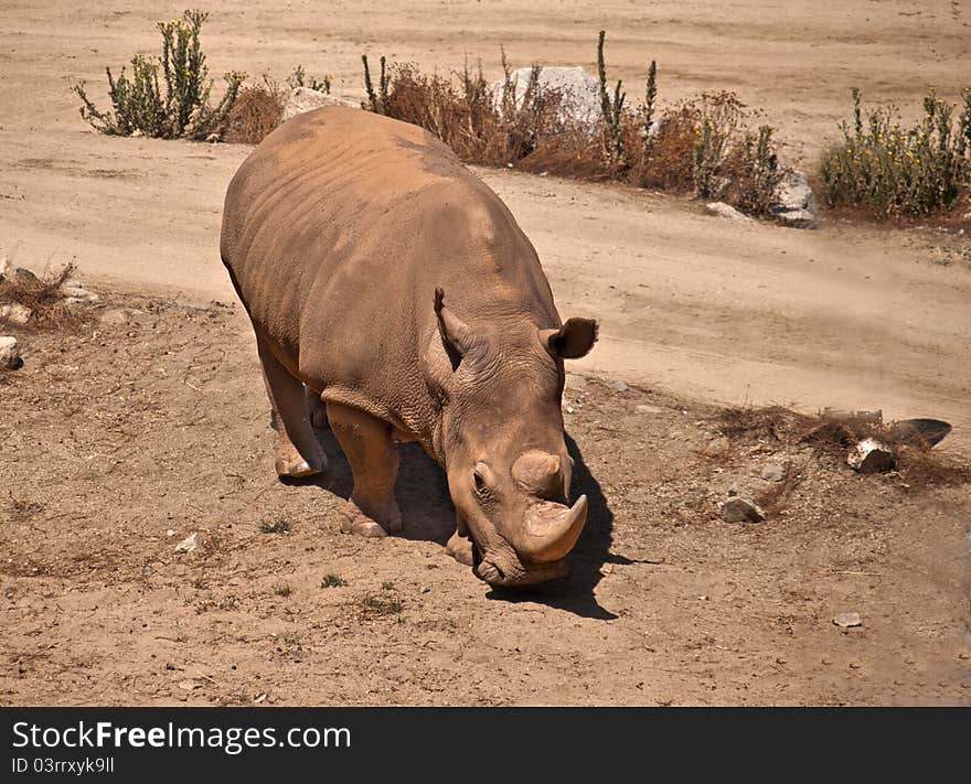 White Rhinoceros