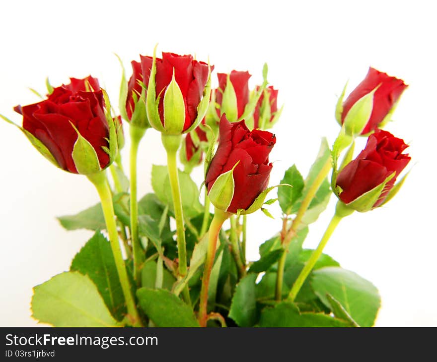 Red roses, isolated with green leaves towards white