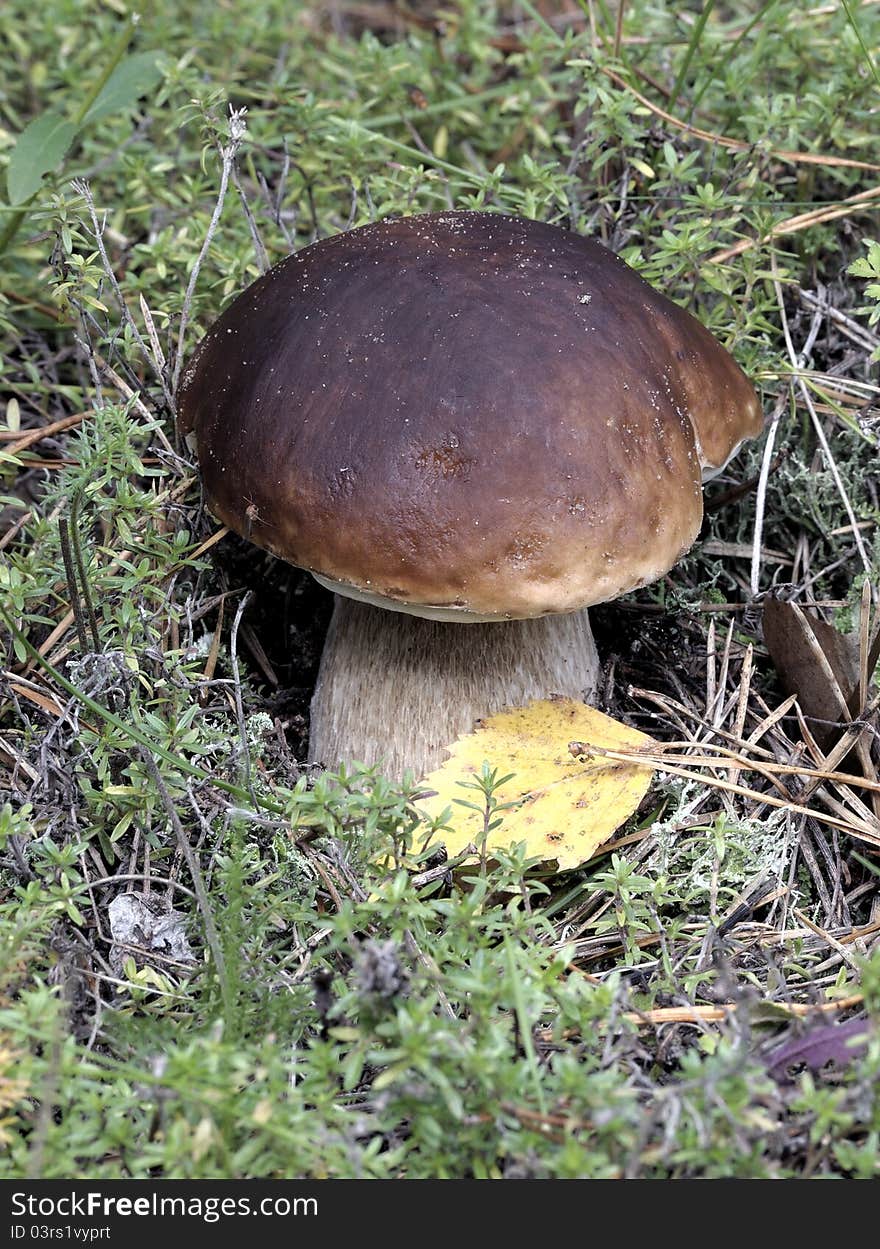 Boletus Edulis