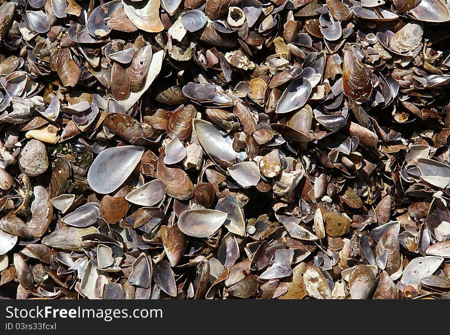 Background of seashells, closeup, Kovalam, Kerala, South India