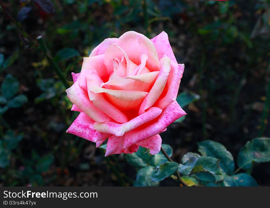 Pink rose in a botanical garden in Kiev. Pink rose in a botanical garden in Kiev