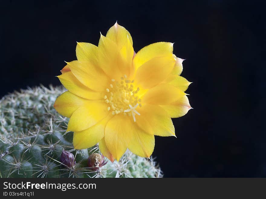 Cactus Rebutia