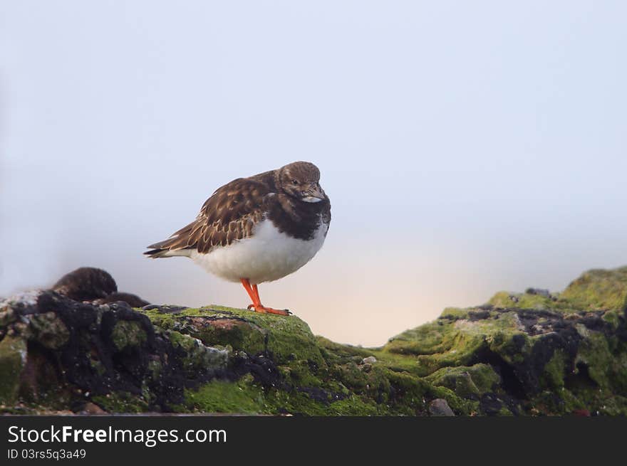 Turnstone (Arenaria Interpres)