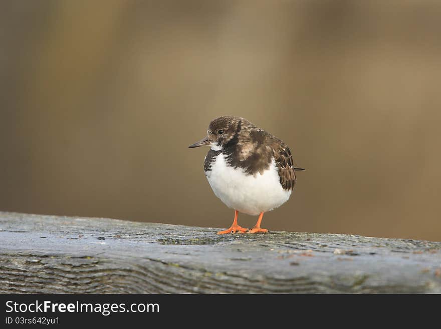 Turnstone (Arenaria interpres)