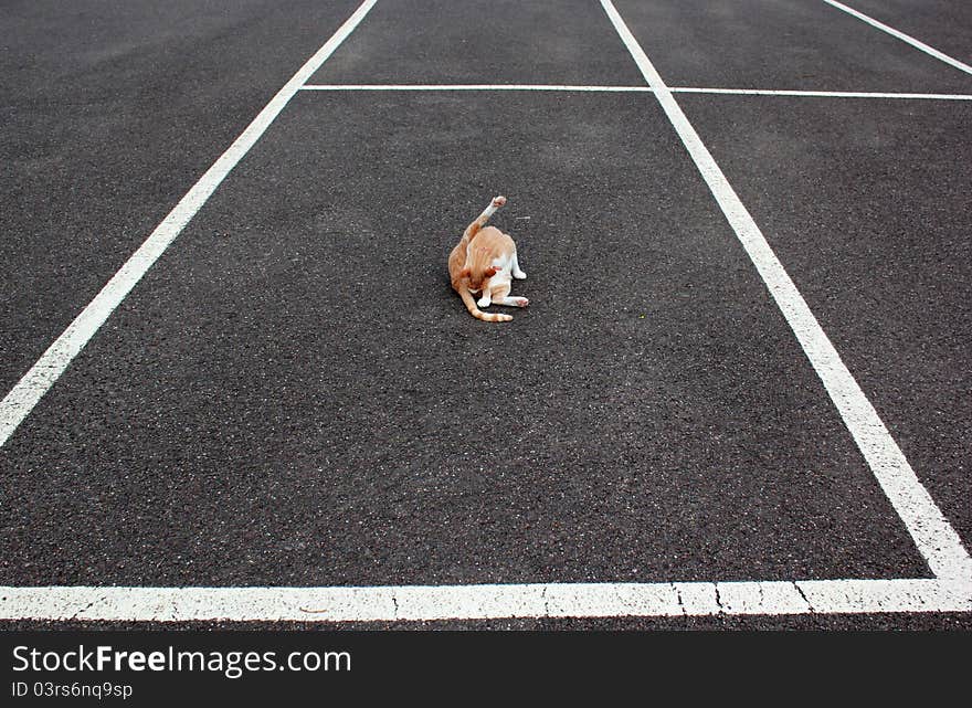 A cat washing in the middle of a marked car parking bay. A cat washing in the middle of a marked car parking bay