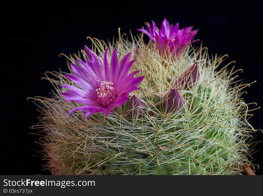 Cactus Mammilaria