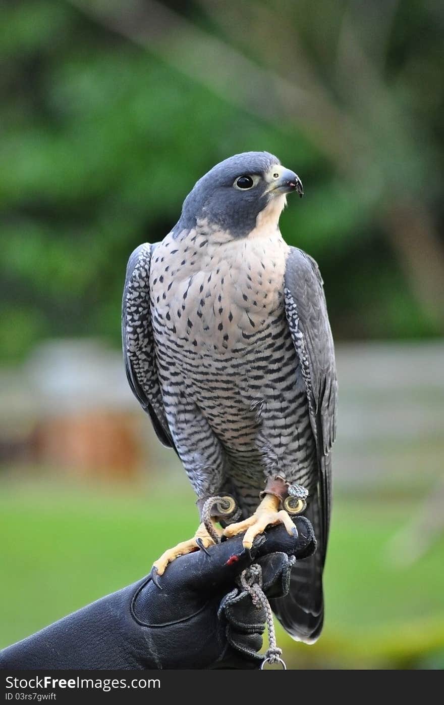 Hawk in zoo of Seattle, Washington state