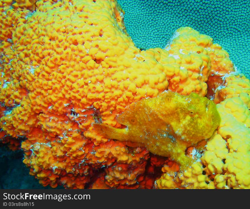 Yellow Frog Fish On Yellow Sponge