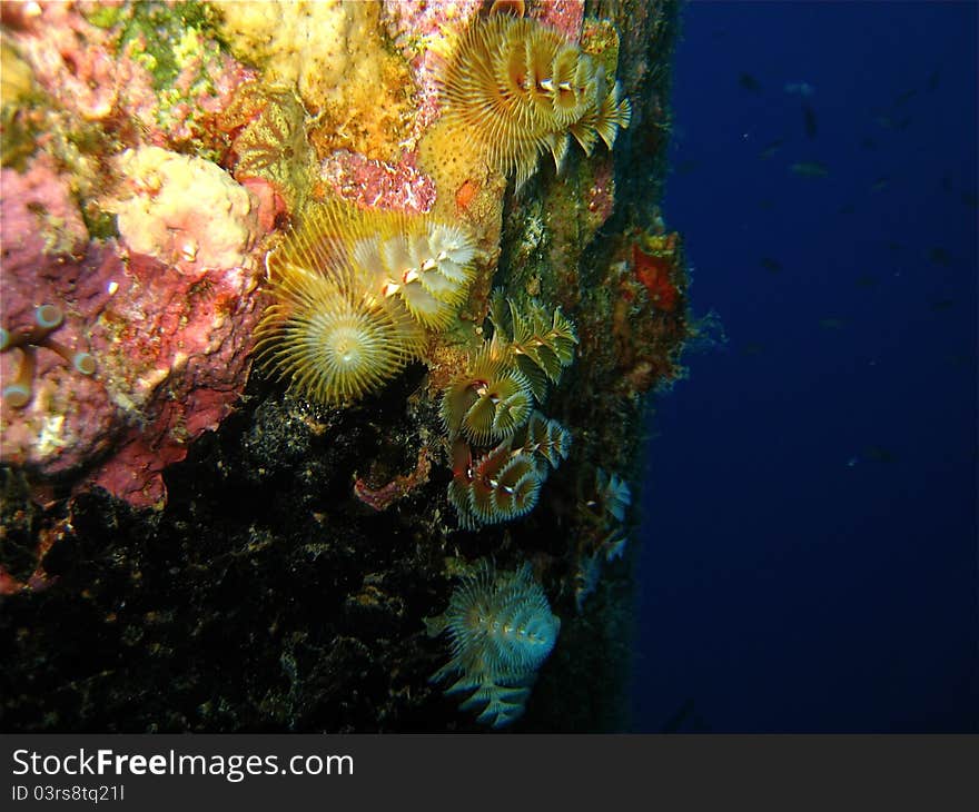 Christmas Tree Worms