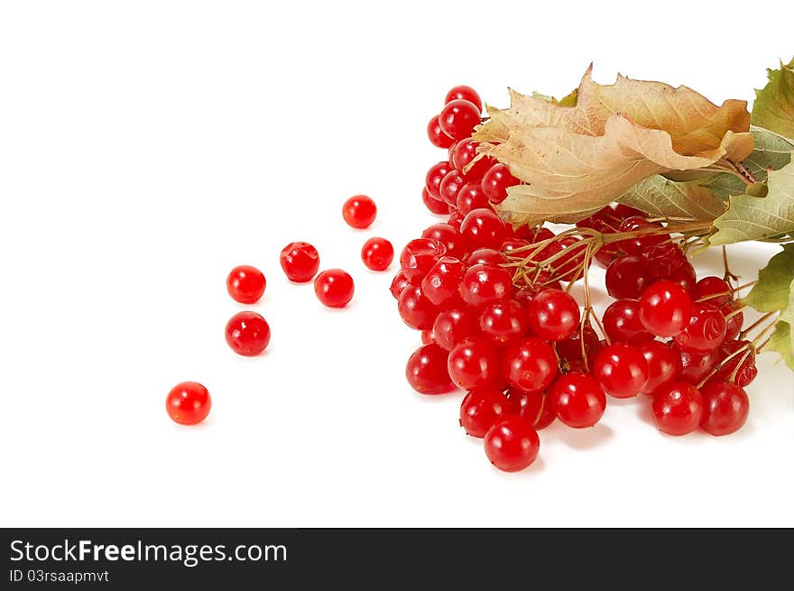 Branch with red berries on white viburnum. Branch with red berries on white viburnum