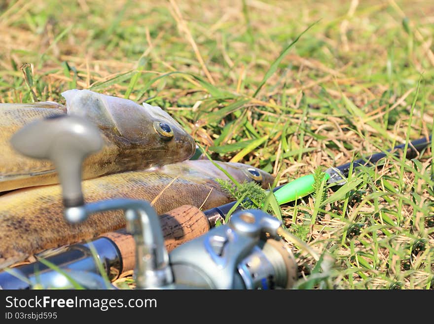 Fishing catch on the grass and fishing gear