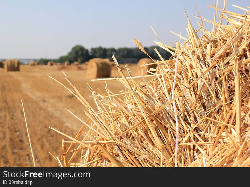 Dry straw texture, blue sky and field, useful for backgrounds