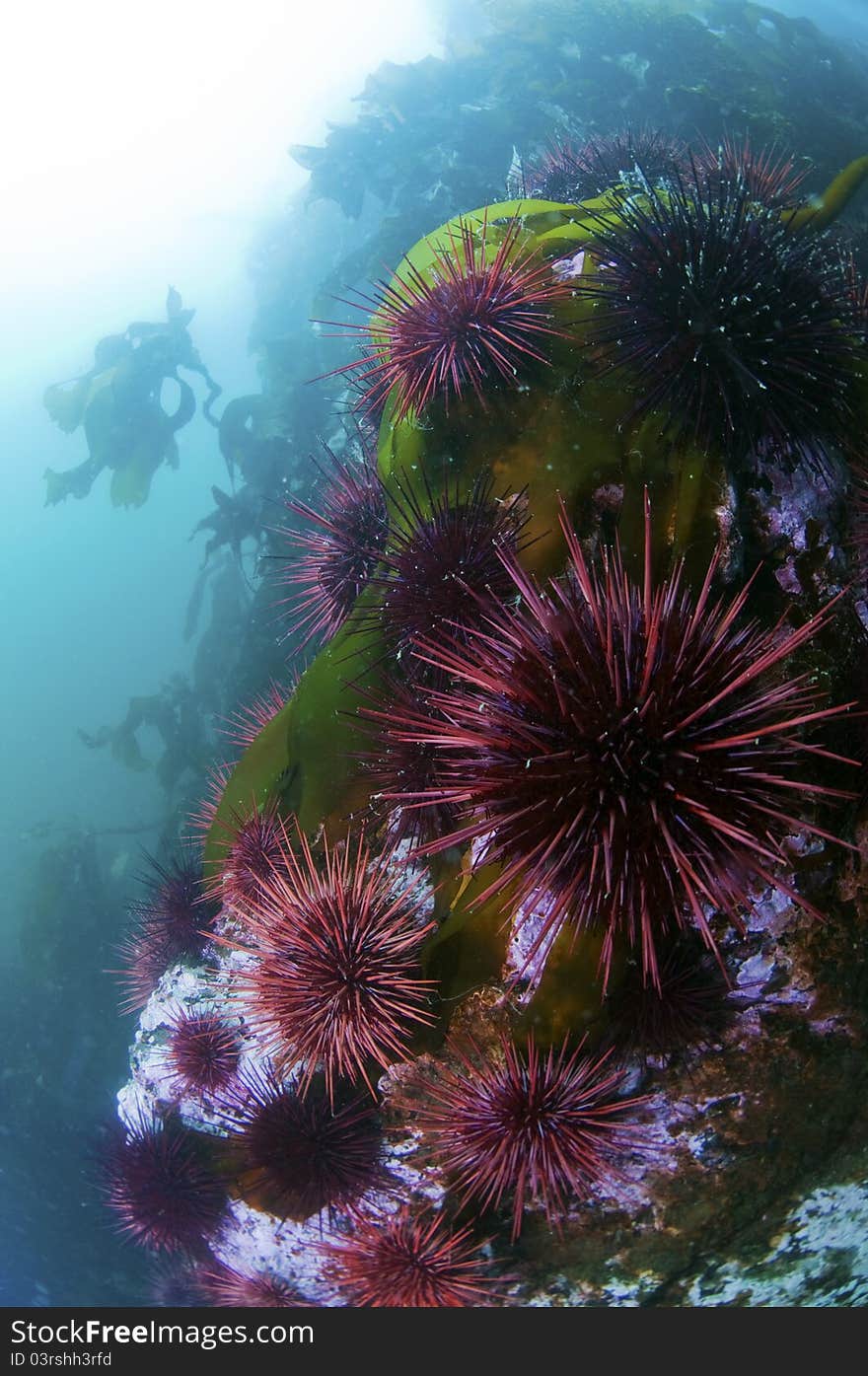 A colony of purple urchins sitting on a rock outcropping. A colony of purple urchins sitting on a rock outcropping.