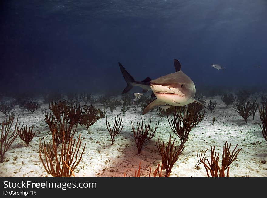 A tiger shark searches the bottom for food.