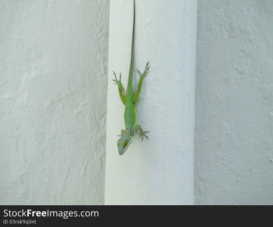 Ascending Gecko