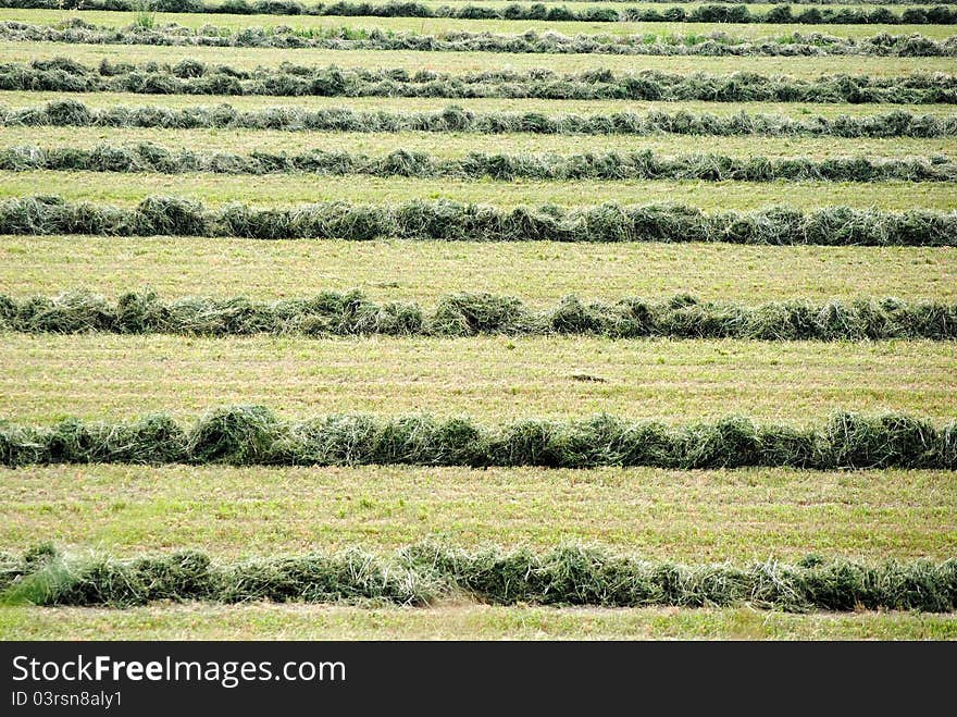 Green background of farmland field with cutted grass