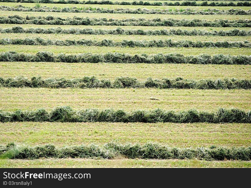 Green background of farmland field