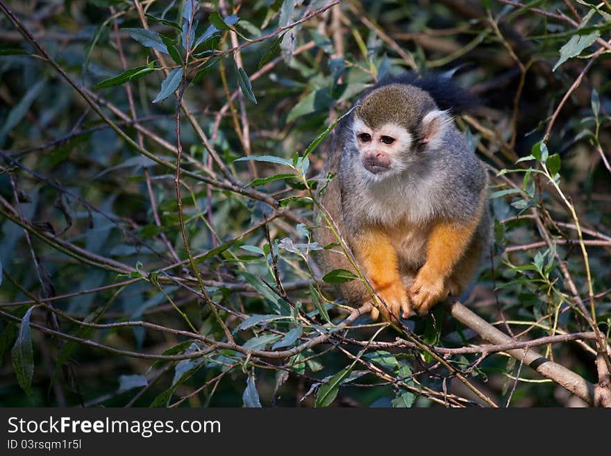 Common Squirrel Monkey