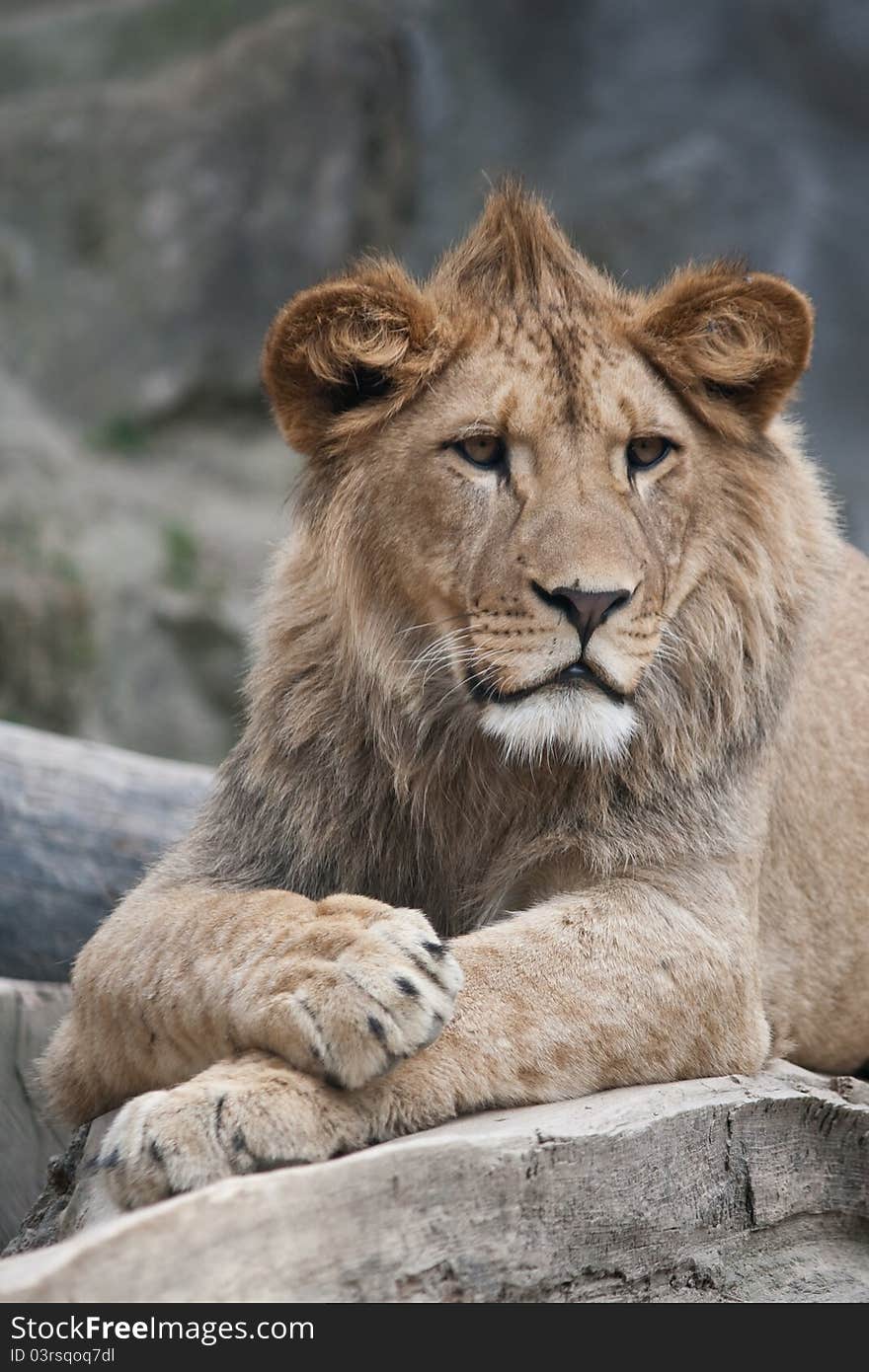 Barbary lion