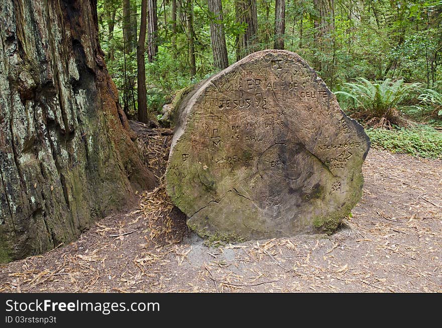 Fallen tree in California Redwoods National and State Parks.