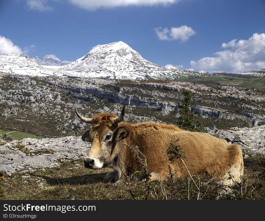 Cow Mountain