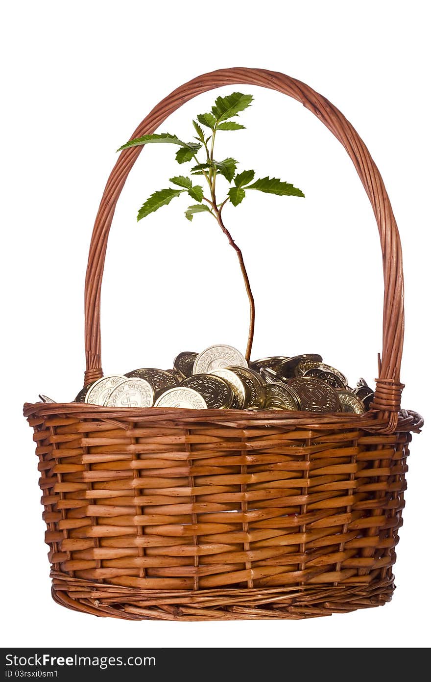 Green plant growing out of a pile of golden coins in a basket on a white background. Green plant growing out of a pile of golden coins in a basket on a white background.