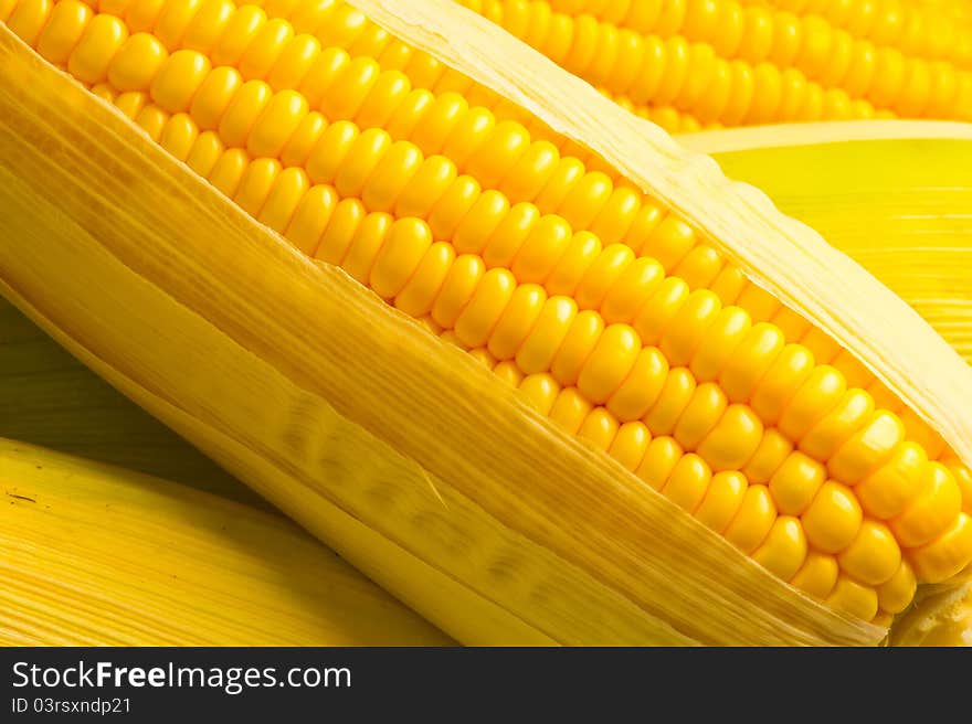 Freshly harvested corns, close up. Freshly harvested corns, close up.