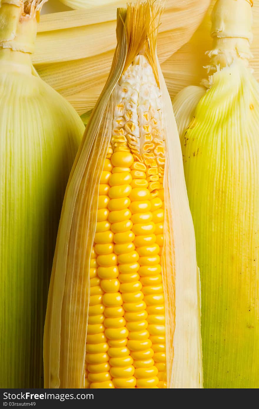 Freshly harvested corns, close up. Freshly harvested corns, close up.