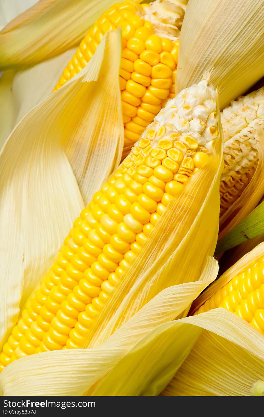 Freshly harvested corns, close up. Freshly harvested corns, close up.