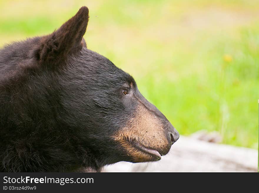 Side View Of Black Bear