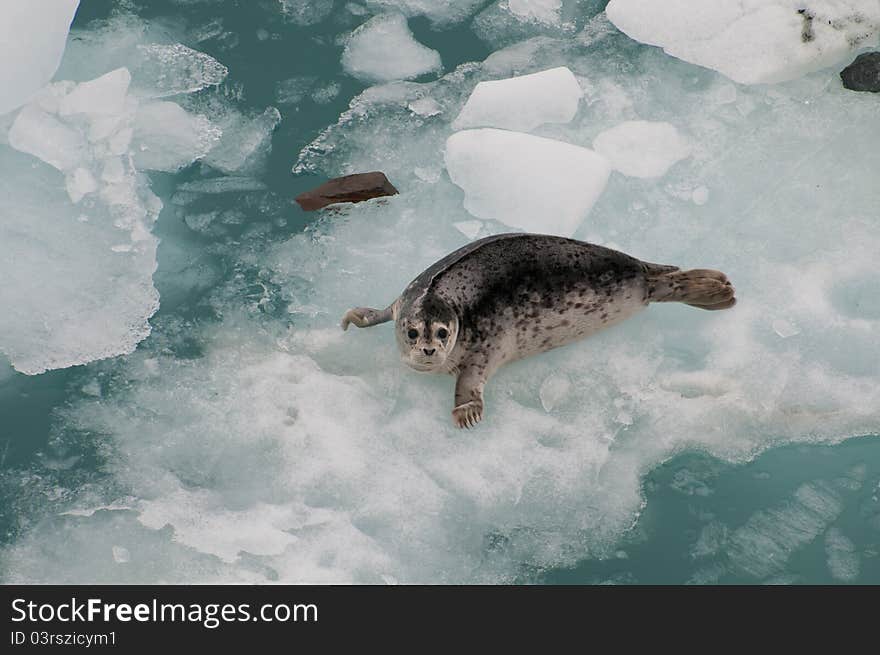 Closeup of wild seal