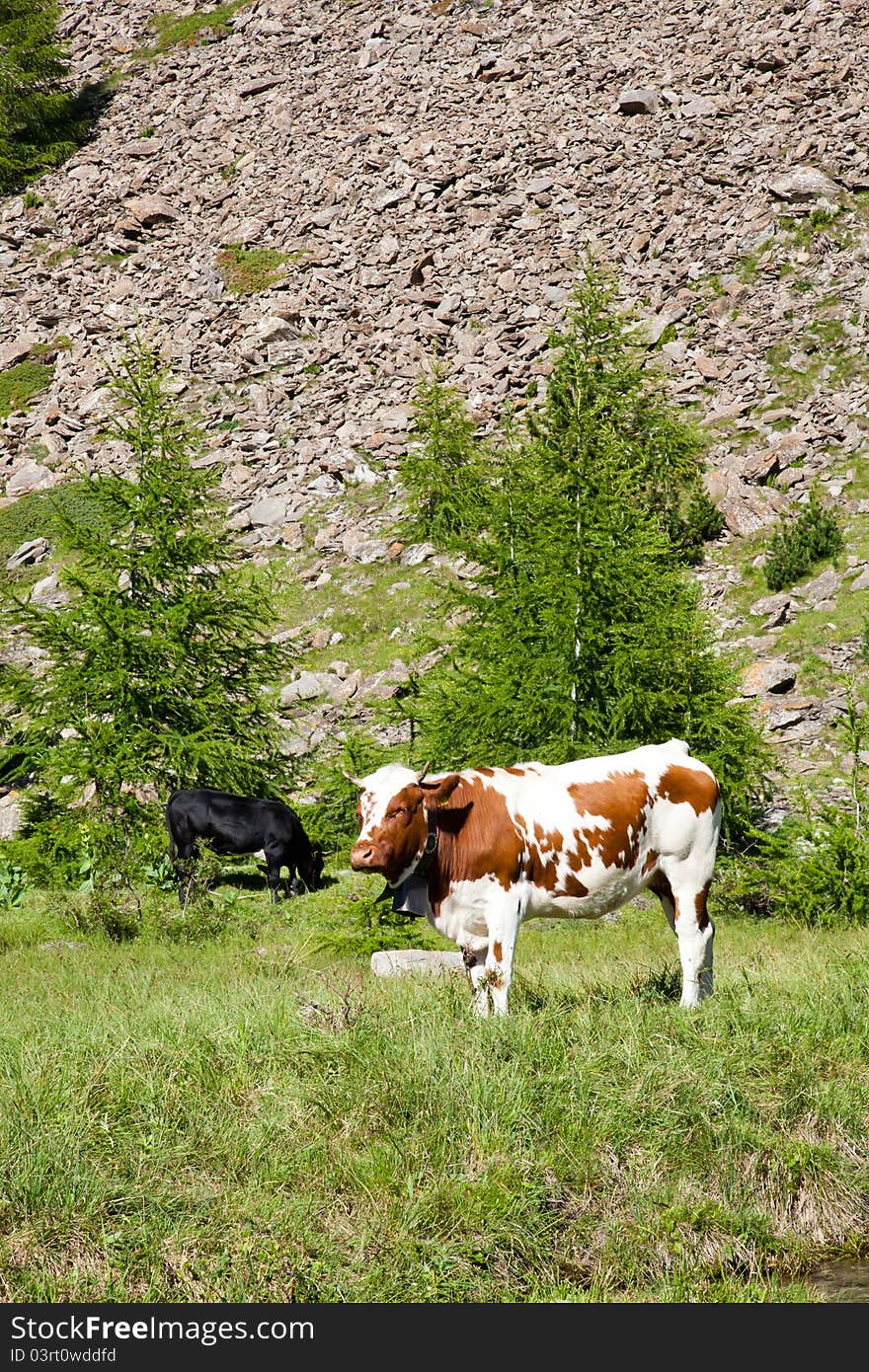 Italian cows during a sunny day close to Susa, Piedmont, Italian Alps. Italian cows during a sunny day close to Susa, Piedmont, Italian Alps