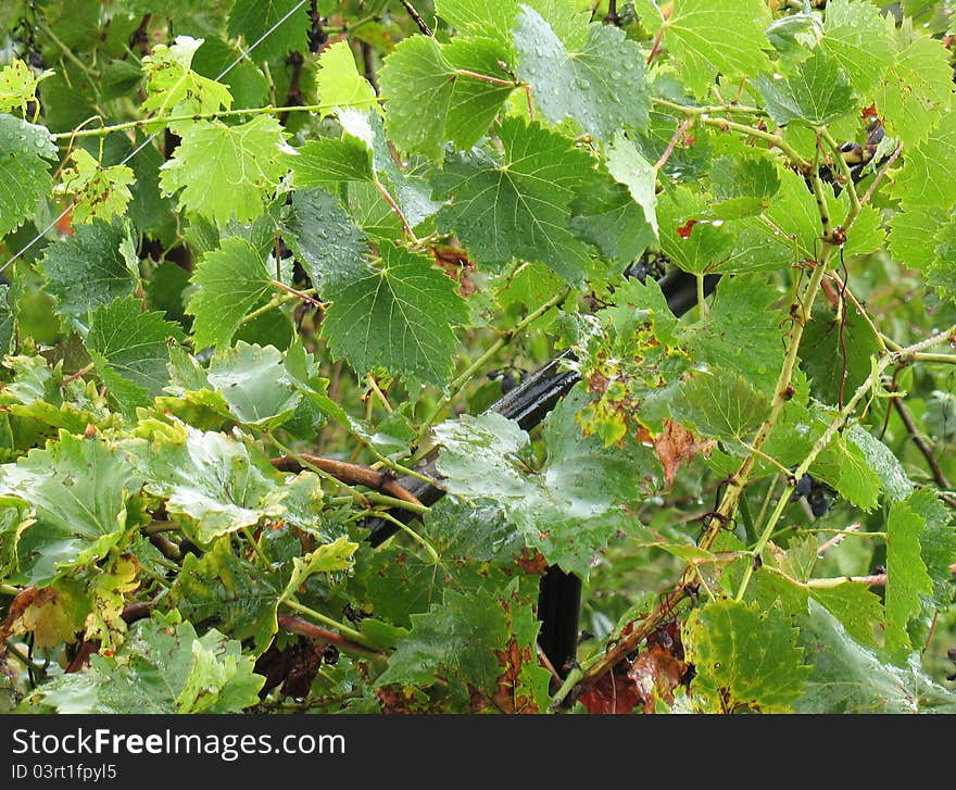 Raindrops on the leaves of grapes on a summer morning. Raindrops on the leaves of grapes on a summer morning