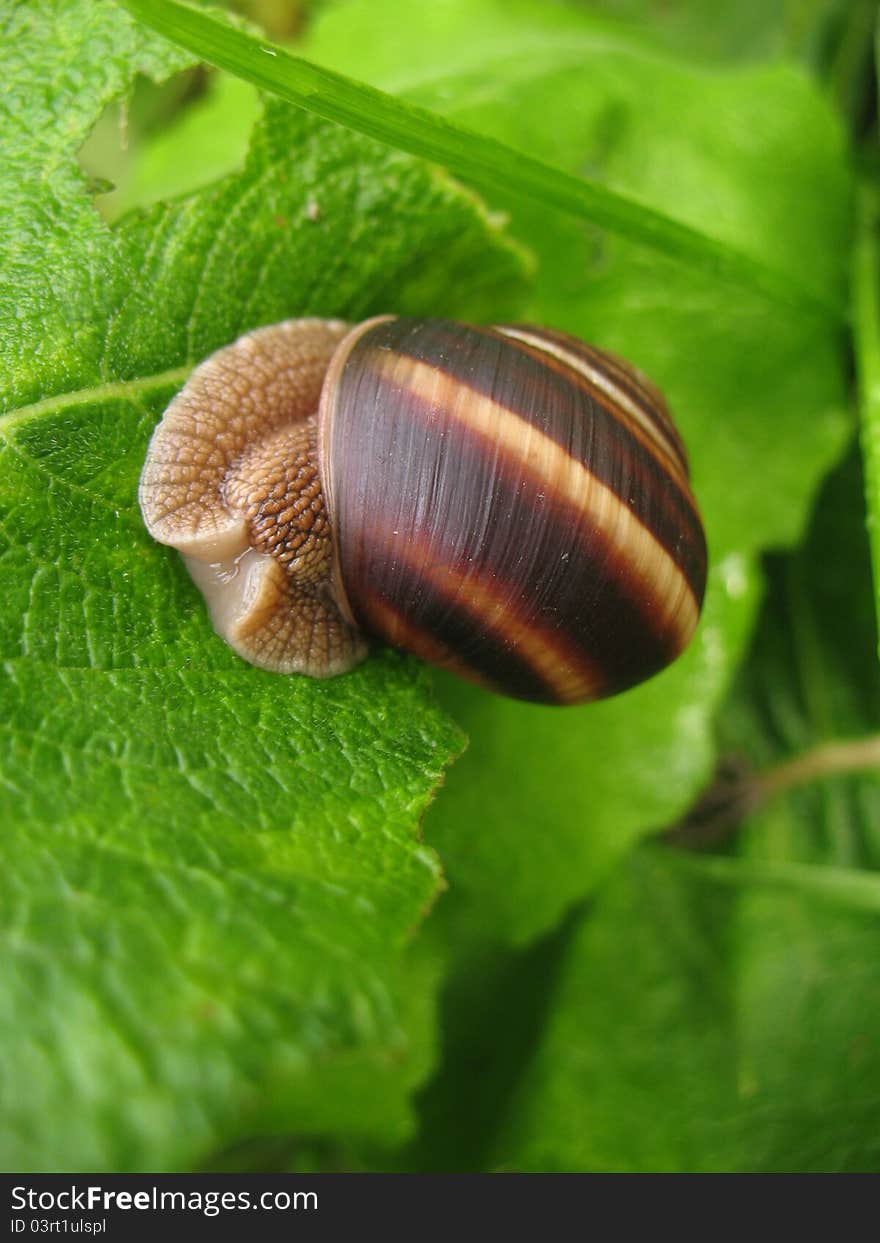 Snail on a branch of the bush on the background of summer forest's green. Snail on a branch of the bush on the background of summer forest's green