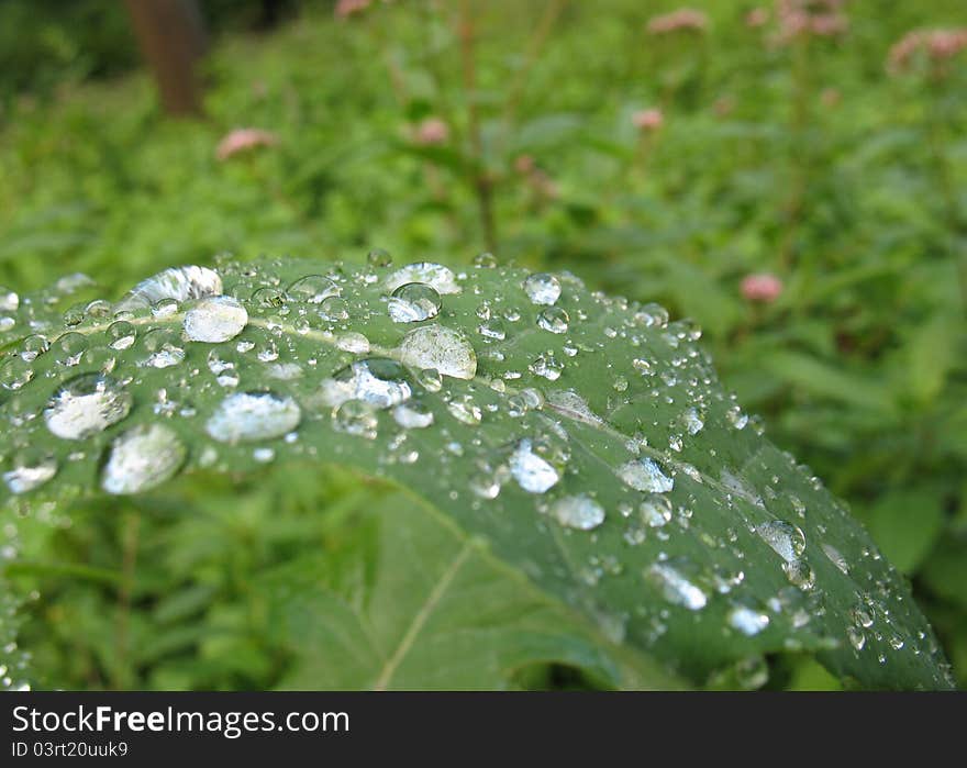 Water drops on green leaf