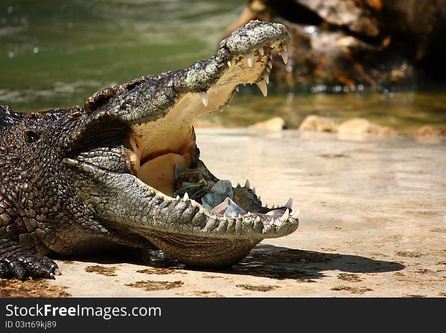 Crocodile With Money In Mouth