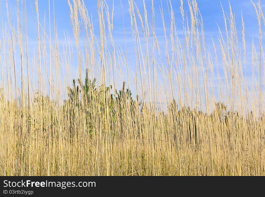 Autumn view through a dense grass. Autumn view through a dense grass