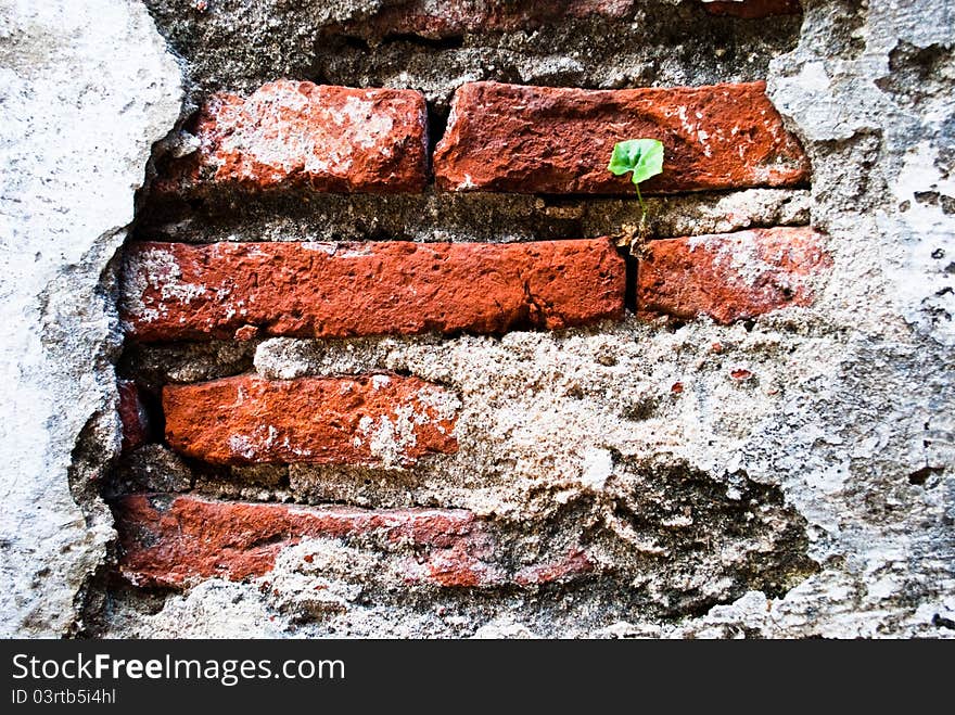 Plant On The Brick Wall