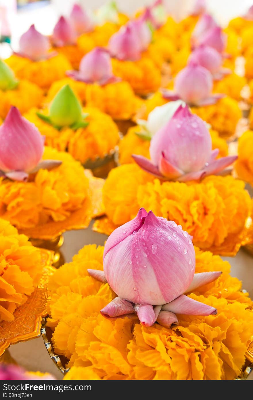 Row of lotus and yellow flower garlands on tray with pedestal in thai temple,Thailand.