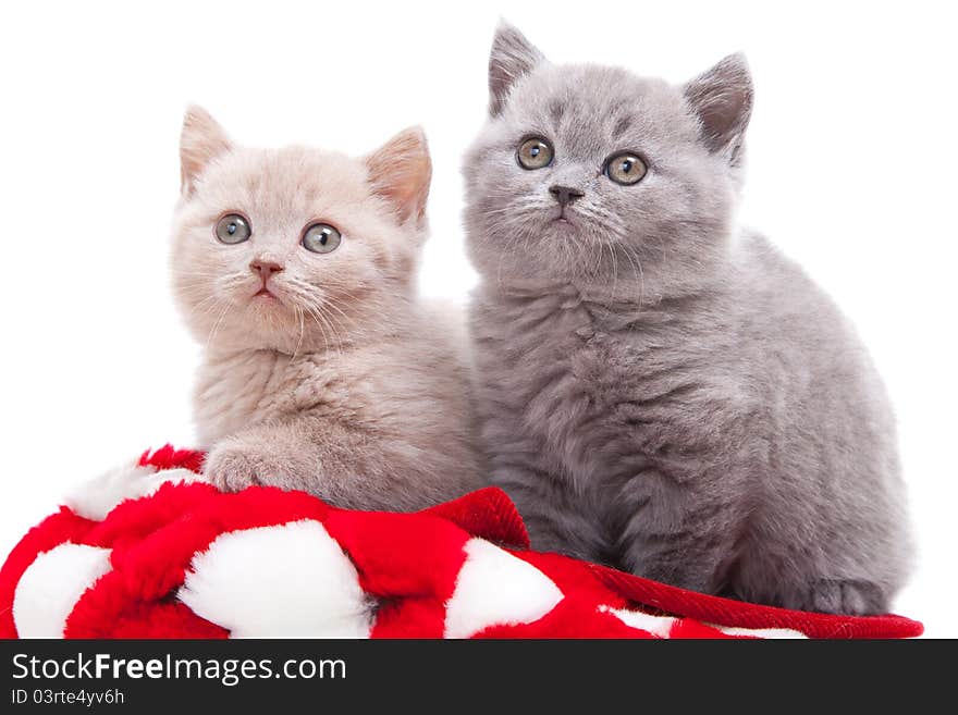 Studio portrait of two playful young pale-yellow and gray British kittens sitting in red hat on isolated white background. Studio portrait of two playful young pale-yellow and gray British kittens sitting in red hat on isolated white background