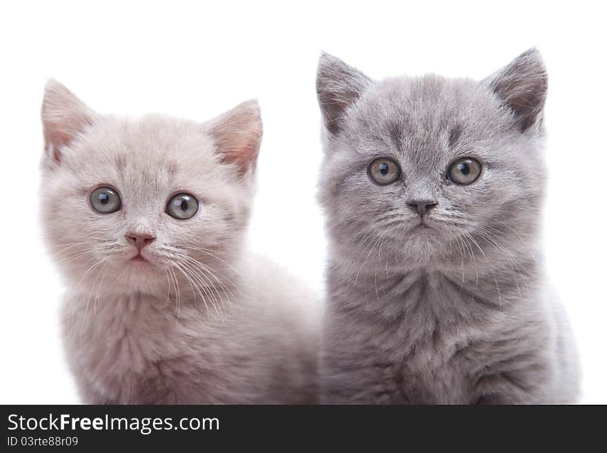 Two British kittens