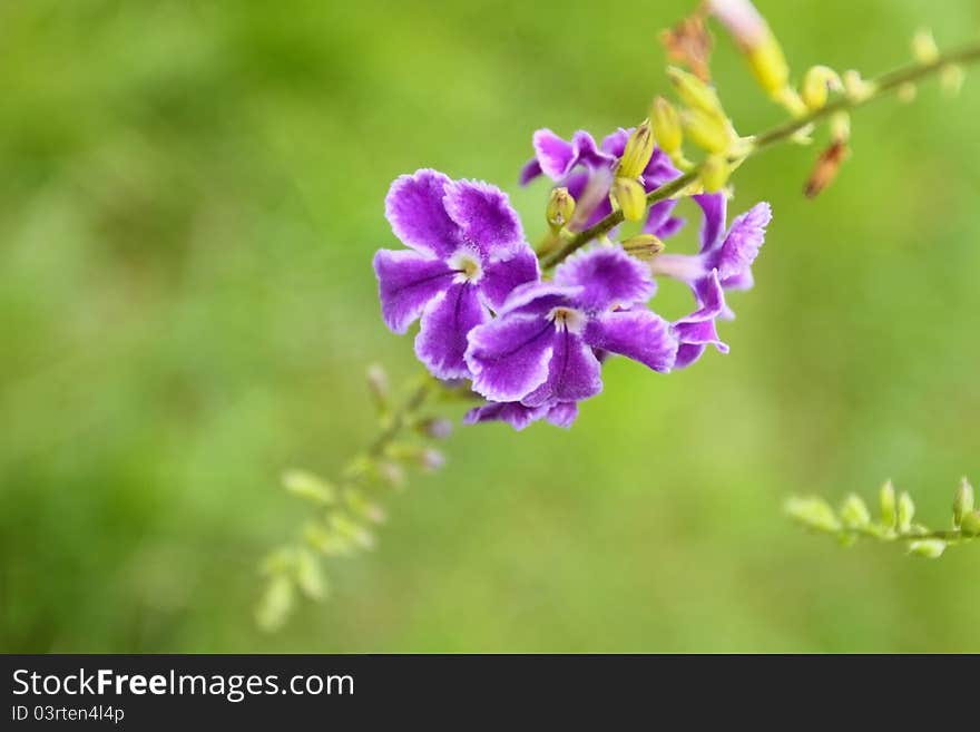 Flower: Duranta erecta