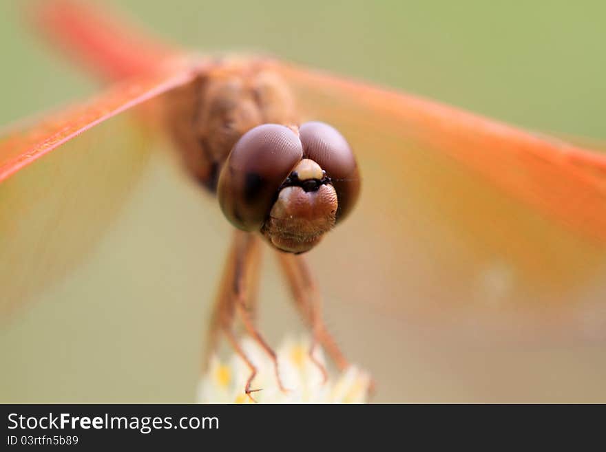 Orange Dragonfly