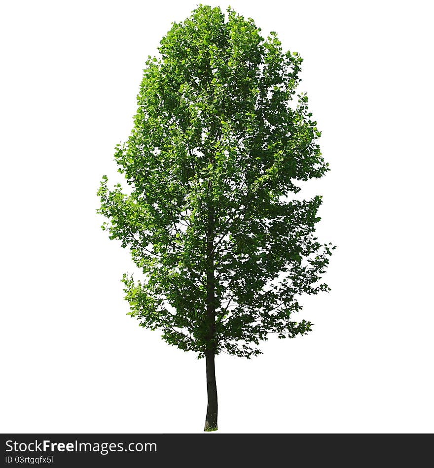 Tree isolated on white background