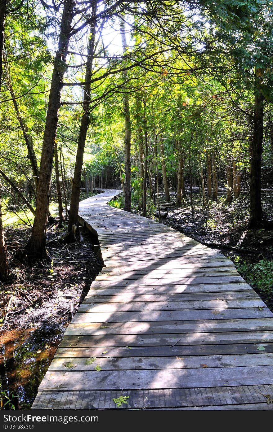 Wooden Track Through A Grove