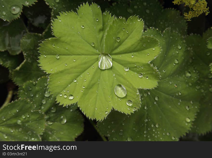 Dewdrops