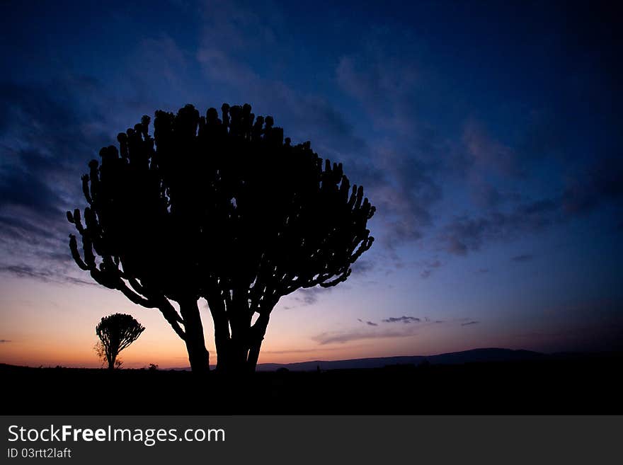 Cactus Sunrise